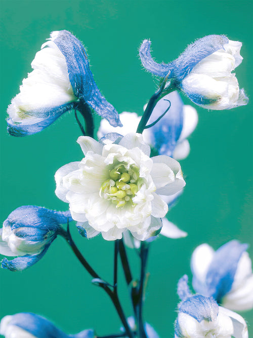 Delphinium La Boheme