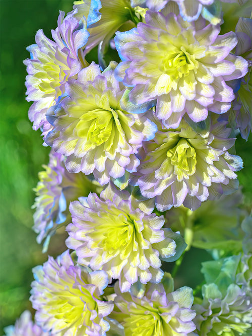 Delphinium Highlander Rainbow Sensation à racines nues