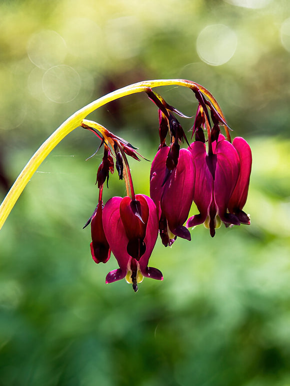 Acheter Cœur de Marie Bacchanal (Dicentra) de Hollande