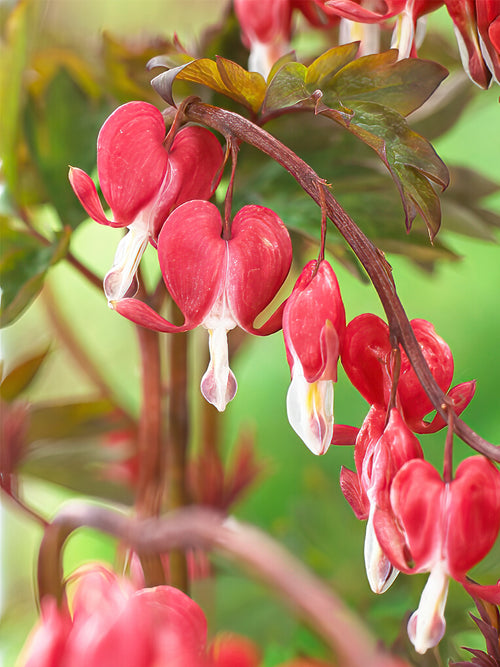 Acheter Cœur de Marie Valentine (Dicentra) - plantes vivaces