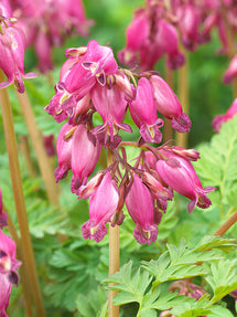 Cœur de Marie Luxuriant (Dicentra)