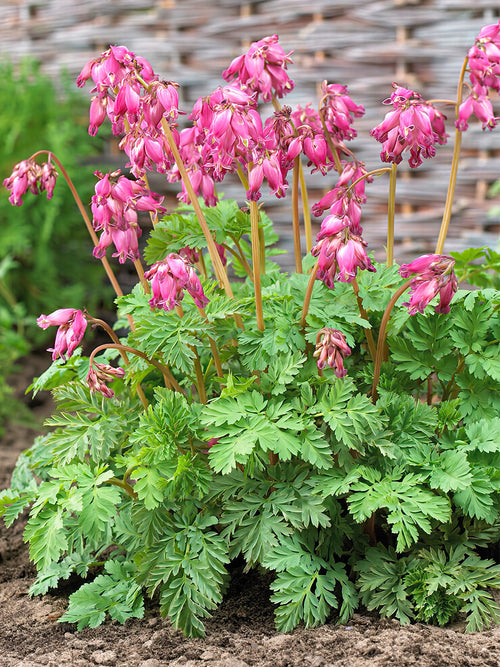 Cœur de Marie Luxuriant (Dicentra) - Plantes à racines nues