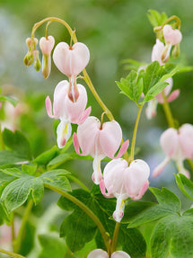 Cœur de Marie Cupid (Dicentra)