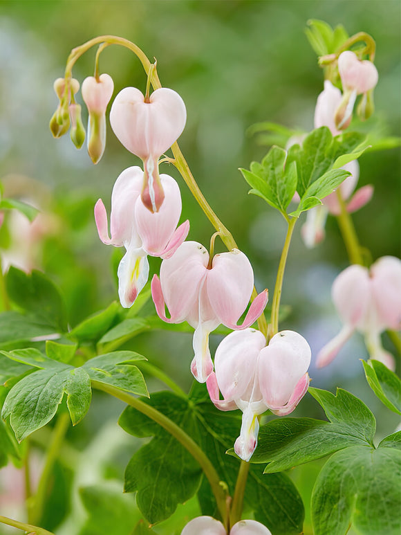 Acheter Cœur de Marie Cupid (Dicentra) de Hollande