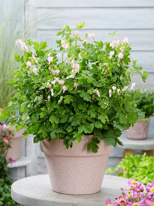 Acheter Cœur de Marie (Dicentra) à racines nues