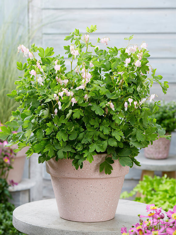 Acheter Cœur de Marie (Dicentra) à racines nues