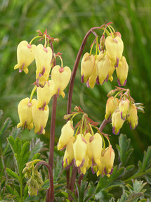 Cœur de Marie Sulphur Hearts (Dicentra)