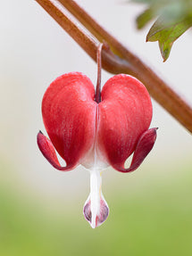 Cœur de Marie Valentine (Dicentra)