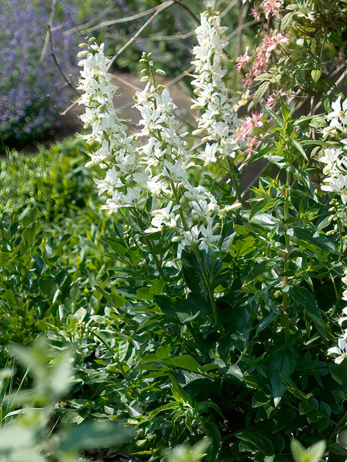 Acheter Dictamnus Albus Albiflorus (Fraxinelle)