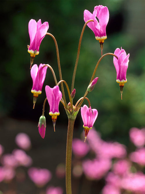 Dodecatheon meadia Queen Victoria (Gyroselle de Virginie)