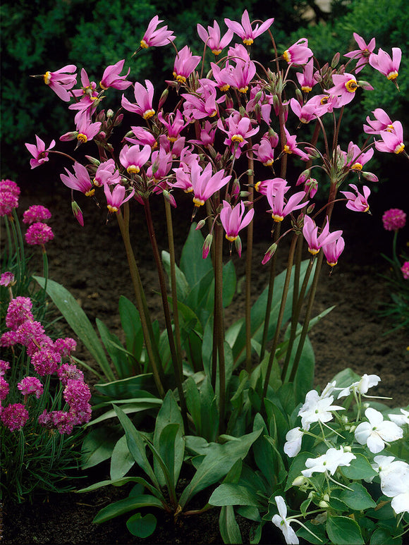 Gyroselle de Virginie Queen Victoria (Dodecatheon)