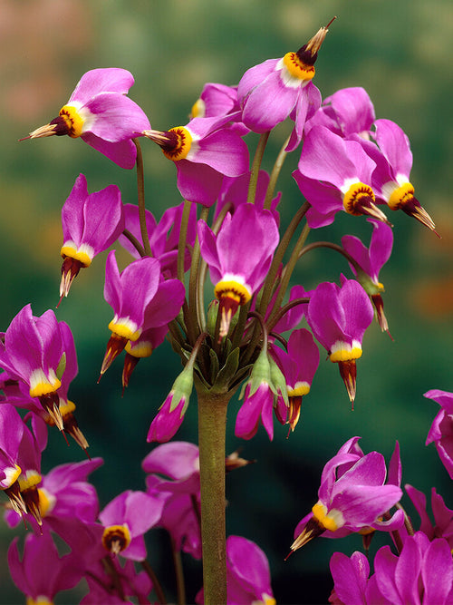 Dodecatheon Red Wings (Gyroselle de Virginie)
