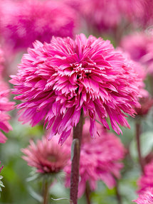 Échinacée Blackberry Truffle