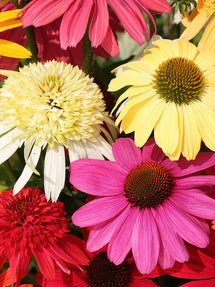 Everblooming Coneflower Mix