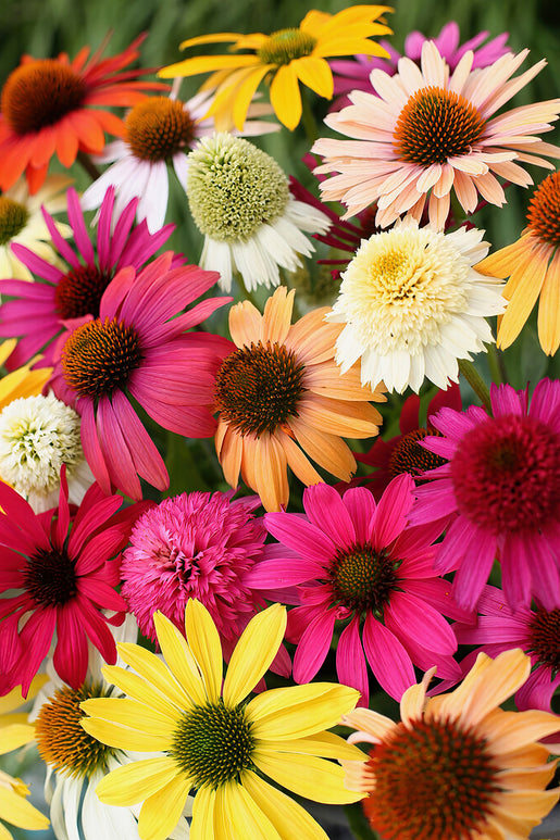 Echinacea 'Everblooming Coneflower Mix' à racines nues