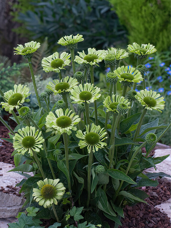 Échinacée 'Green Jewel' de Hollande