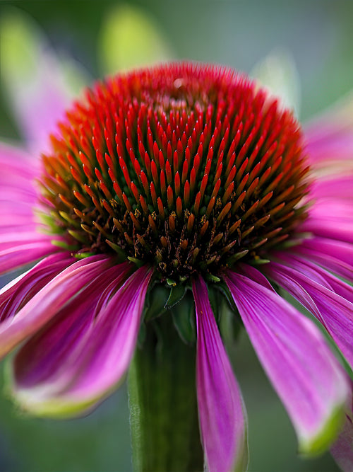Échinacée Green Twister - Plantes à racines nues