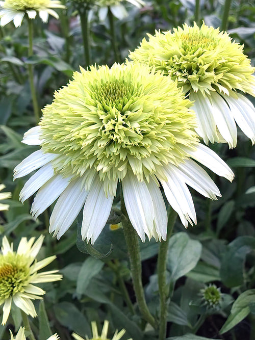 Échinacée 'Honey Dew' - Plantes à racines nues