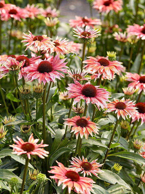 Échinacée 'Playful Meadow Mama' de Hollande