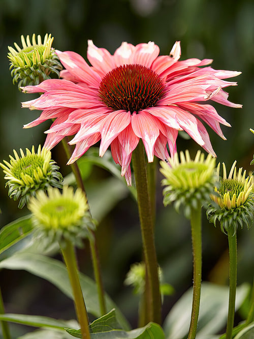 Échinacée 'Playful Meadow Mama' - Plantes à racines nues