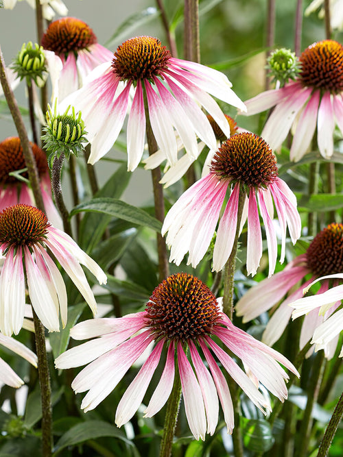 Échinacée 'Pretty Parasols' Plantes à racines nues