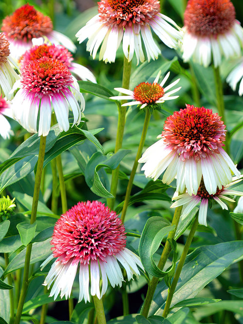 Échinacée 'Strawberry and Cream' Plantes à racines nues