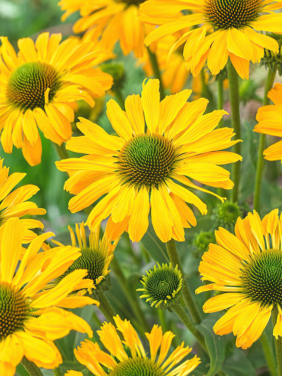 Échinacée 'Yellow Passion' de Hollande