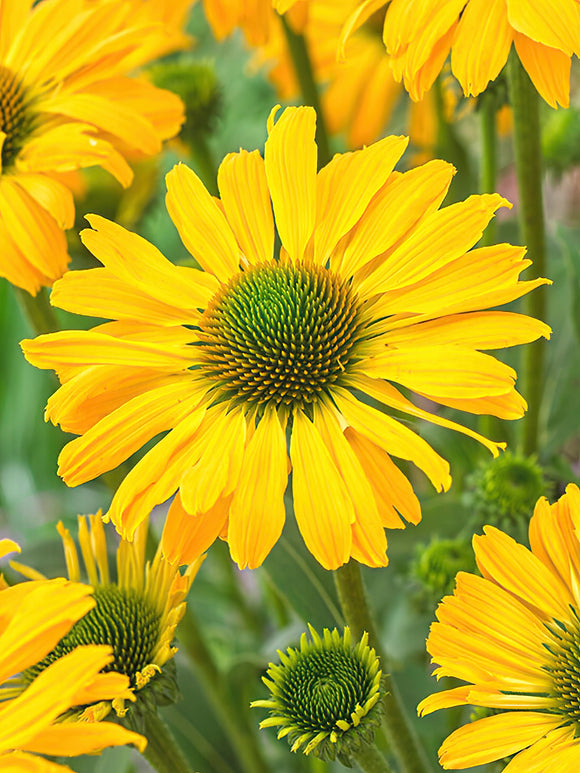 Échinacée 'Yellow Passion' à racines nues 