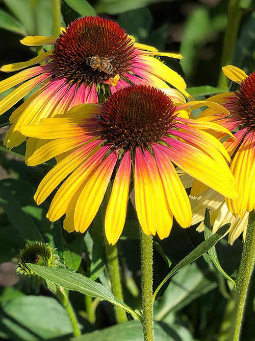 Échinacée 'Yellow Rainbow' - Plantes à racines nues