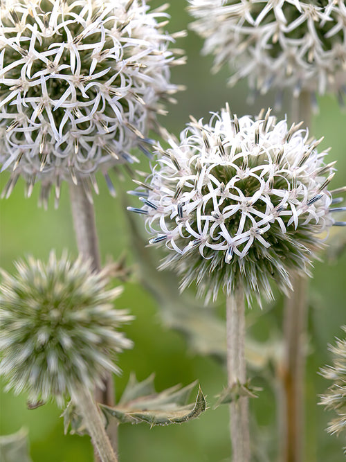 Commandez vos Echinops Arctic Glow pour les recevoir au printemps !
