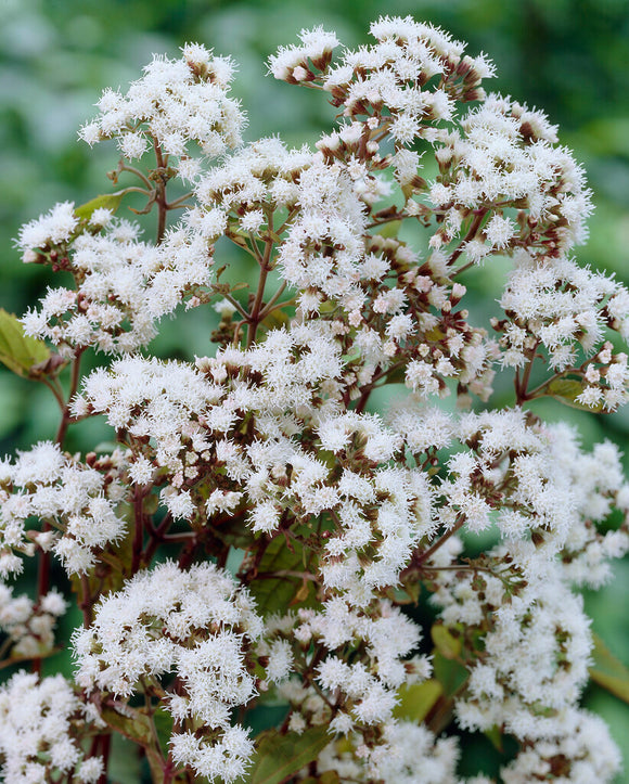 Commandez vos Eupatorium Chocolate pour les recevoir au printemps !