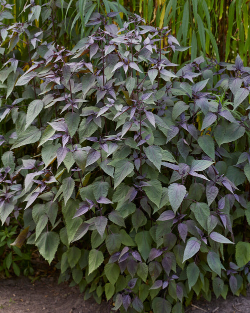 Eupatorium Chocolate racines nues