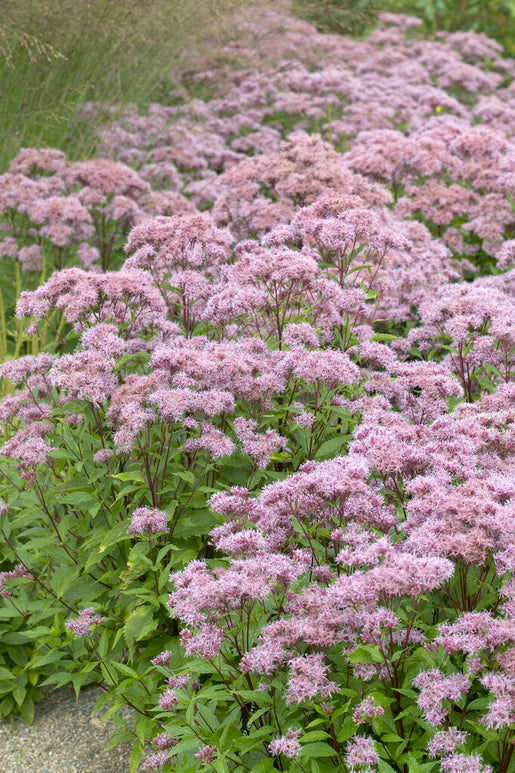 Commandez vos Eupatorium Purple Blush pour les recevoir au printemps !