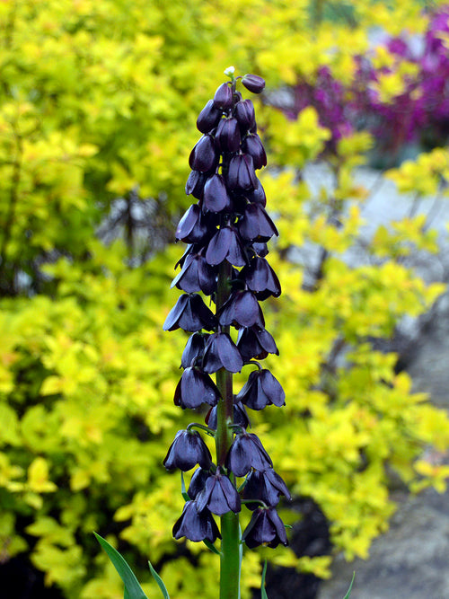 Fritillaire pourpre en fleur
