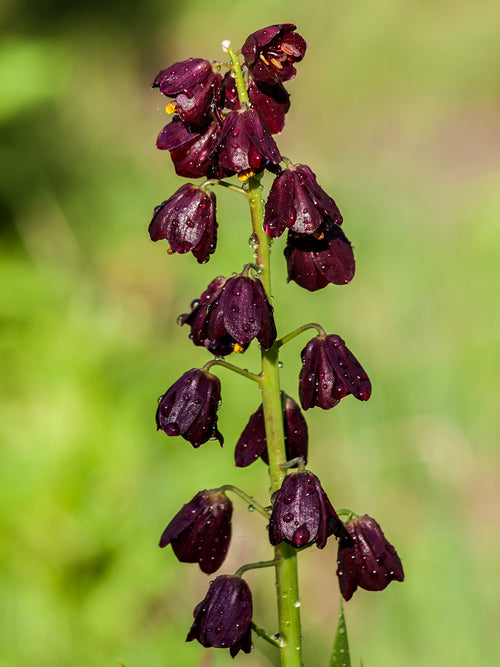 Fritillaria Purple Dynamite jardin