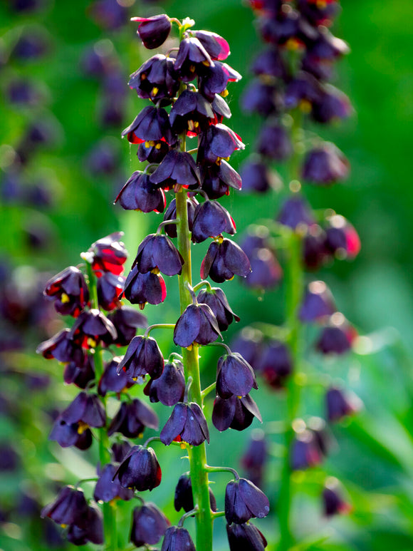 Hautes tiges florales violettes