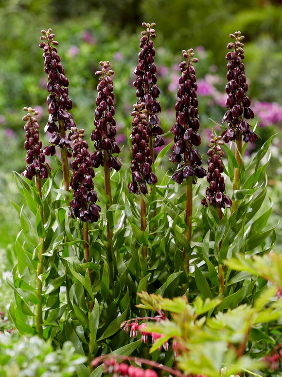 Clochettes pendantes violettes