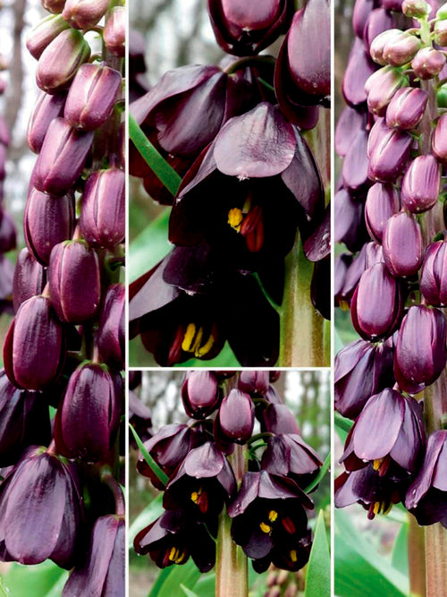 Fleur sombre en massif