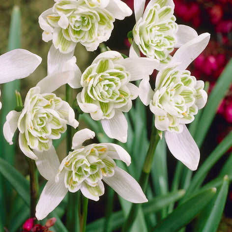 Galanthus Nivalis Flore Pleno (Perce-neige)