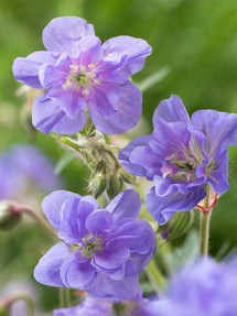 Géranium Azure Skies