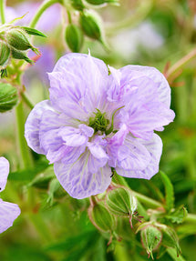 Géranium Cloud Nine