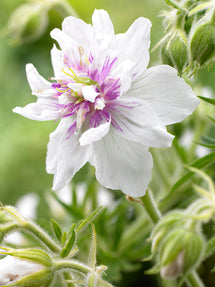 Géranium Double Jewel