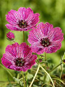 Géranium Jolly Jewel Lilac