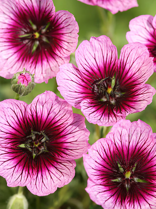 Acheter des racines de Géranium Jolly Jewel Violet de qualité supérieure de Hollande !
