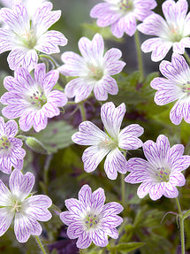 Géranium Katherine Adele