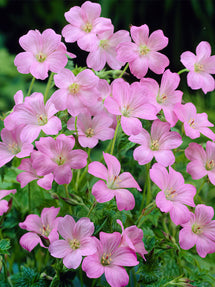 Géranium Wargrave Pink