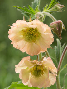 Geum (Benoîte) Apricot Pearl