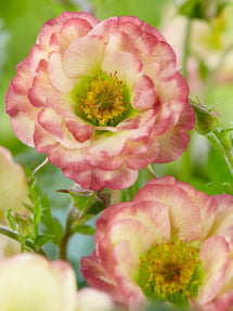 Geum (Benoîte) Cosmopolitan