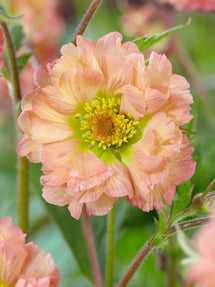 Geum (Benoîte) Mai Tai