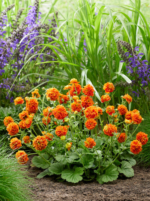 Acheter Geum Orange Pumpkin Benoîte
